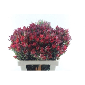 Leucad Sal Blush Xxl