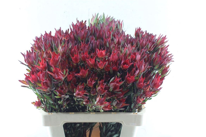 <h4>Leucad Sal Blush Xxl</h4>