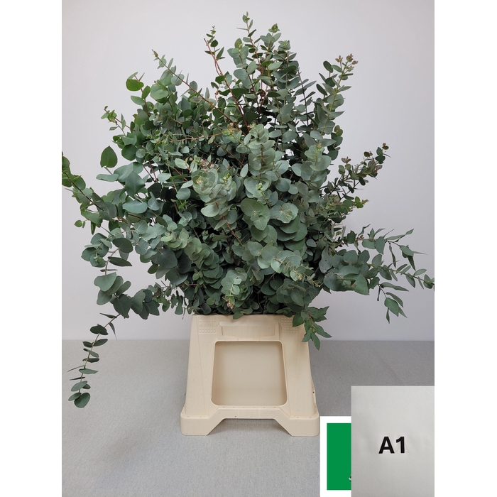 <h4>EUC STUARTIANA PB</h4>