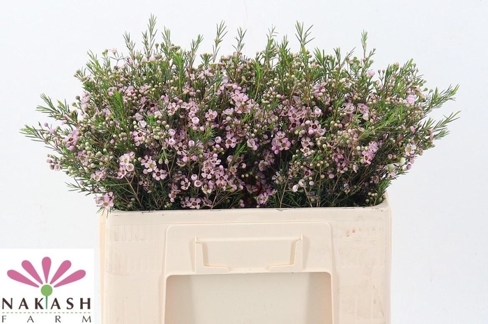 <h4>CHAME UN EARLY NIR</h4>