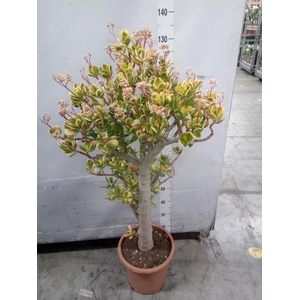 Crassula ovata 'Sunset'