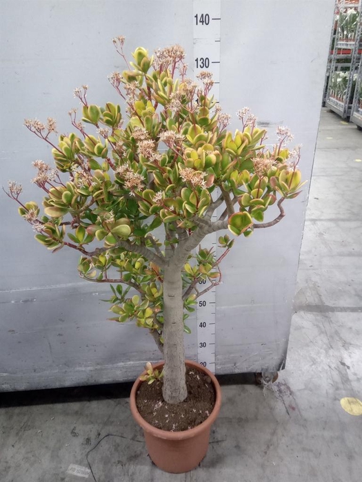 <h4>Crassula ovata 'Sunset'</h4>