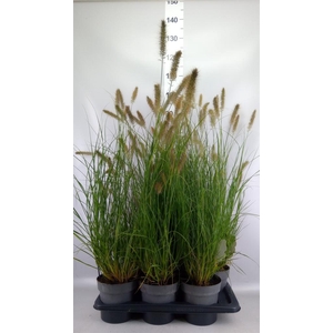 Pennisetum alopec. 'Hameln'