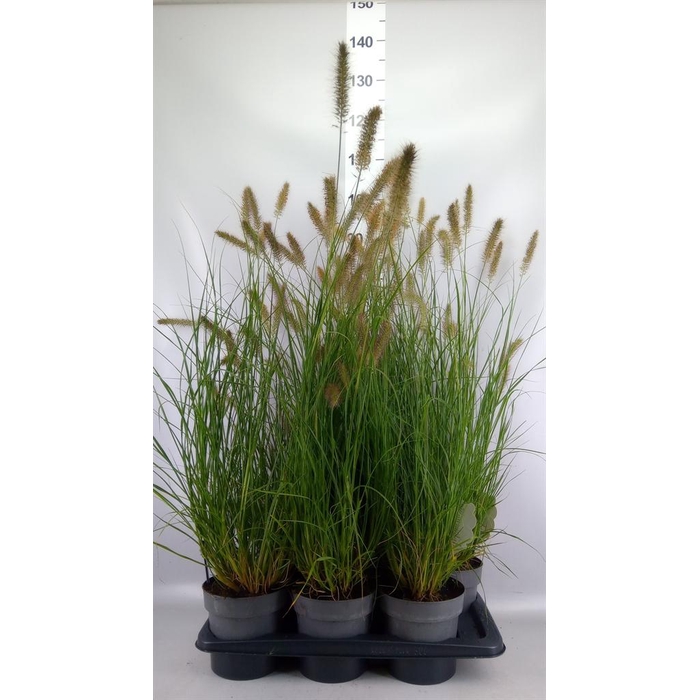 <h4>Pennisetum alopec. 'Hameln'</h4>