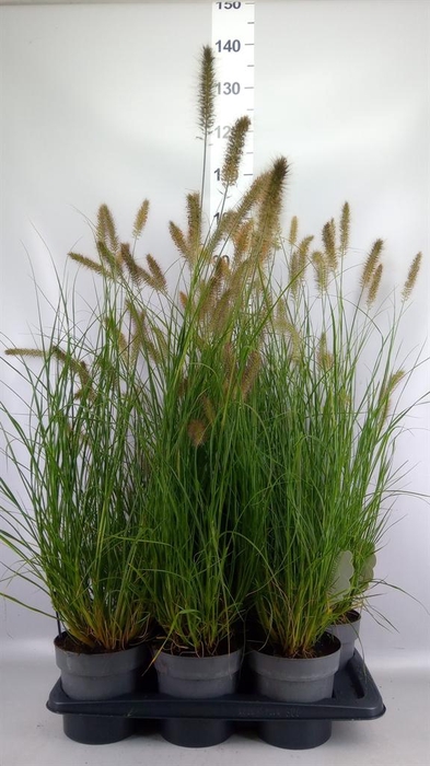 Pennisetum alopec. 'Hameln'
