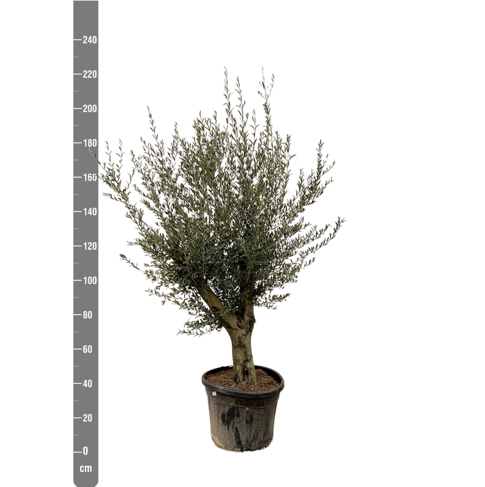 <h4>OLEA EUROPAEA</h4>