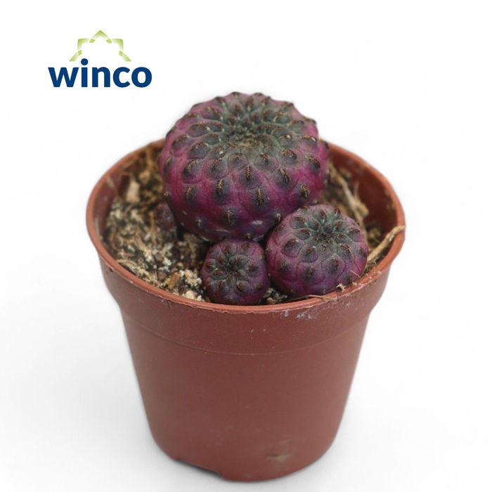 <h4>Sulcorebutia Rauschii (red)</h4>