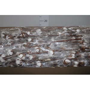 Gossypium(katoen) 7 Balls