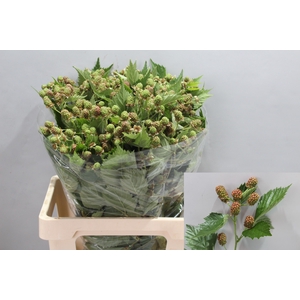 RUBUS FR CHESTER