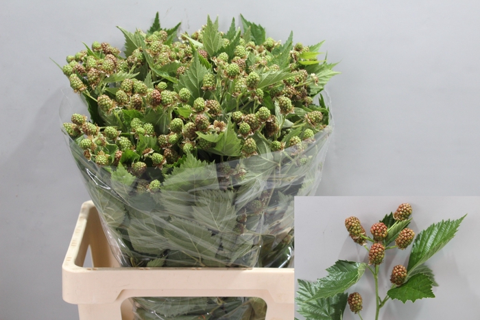 <h4>RUBUS FR CHESTER</h4>