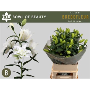 Li Or Du Bo Of Beaut