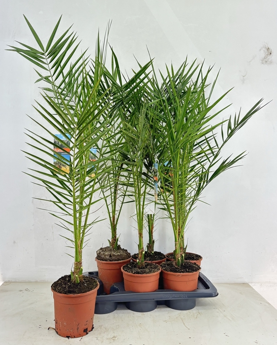 <h4>PHOENIX CANARIENSIS</h4>