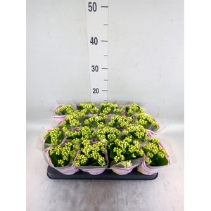 Kalanchoe blos. 'Calandiva Whites'