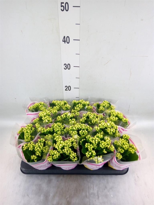 <h4>Kalanchoe blos. 'Calandiva Whites'</h4>