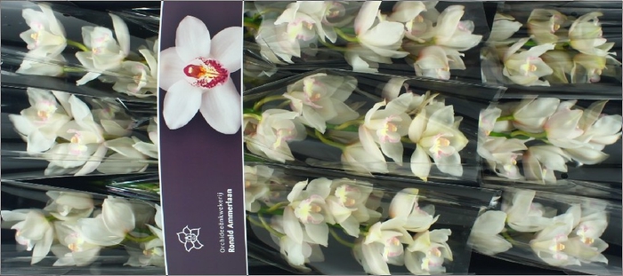 <h4>Cymbidium Snowcastle Doos</h4>