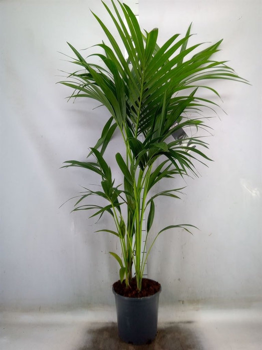 <h4>Howea forsteriana</h4>