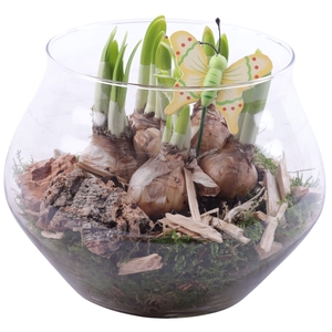 Bulbs Arr. Narcis Glass UFO Vase Ø20cm