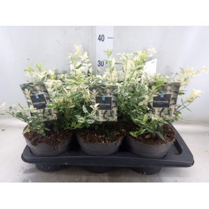 Euonymus fortunei 'Harlequin'