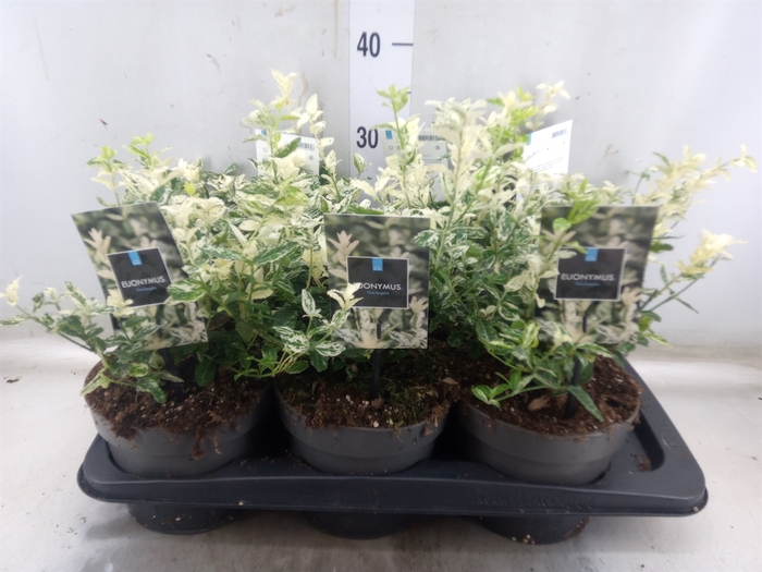 <h4>Euonymus fortunei 'Harlequin'</h4>