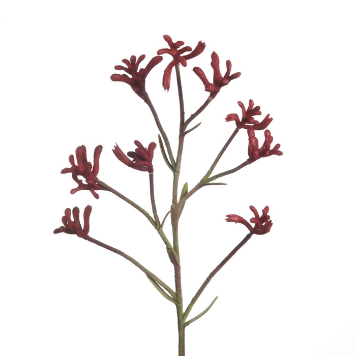 <h4>Af Anigozanthos L71cm Red</h4>