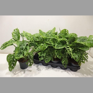Monstera Adansonii