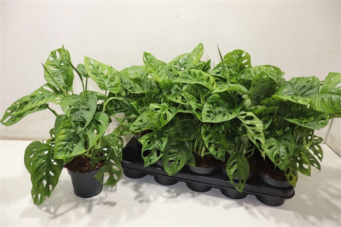 <h4>Monstera Adansonii</h4>
