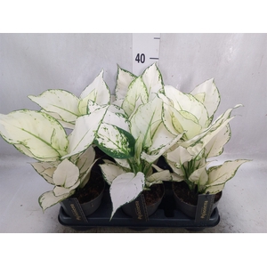 Aglaonema  'White Joy'