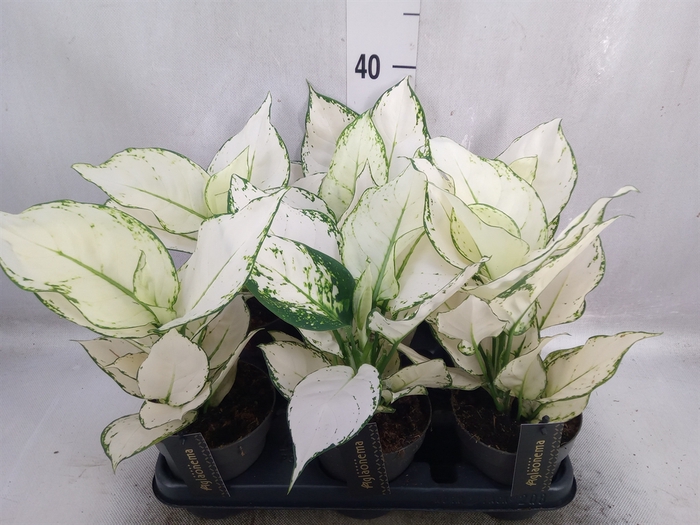 Aglaonema  'White Joy'