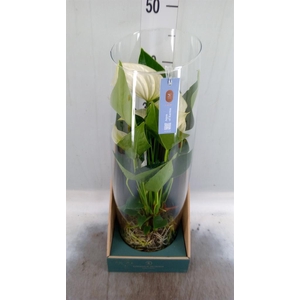 Anthurium  'Karma White'