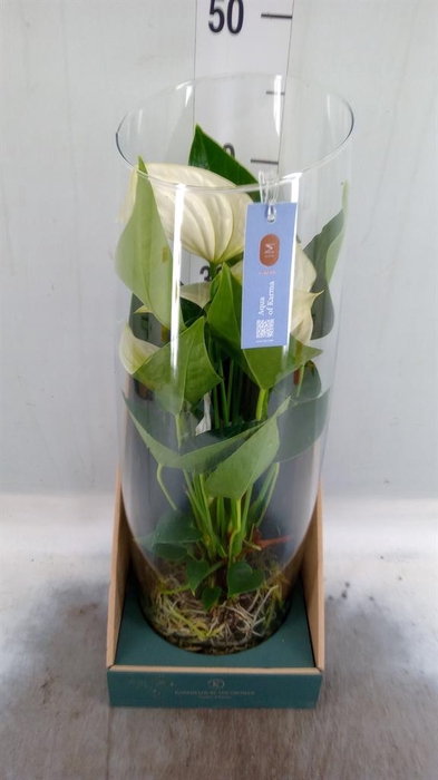 <h4>Anthurium  'Karma White'</h4>
