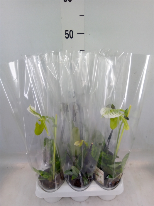 <h4>Paphiopedilum   ...</h4>