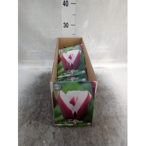 Tulipa   ...flowerbulbs