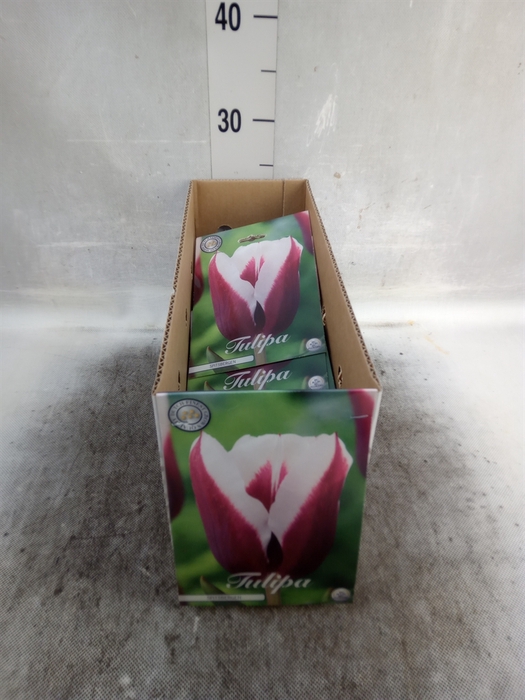 <h4>Tulipa   ...flowerbulbs</h4>