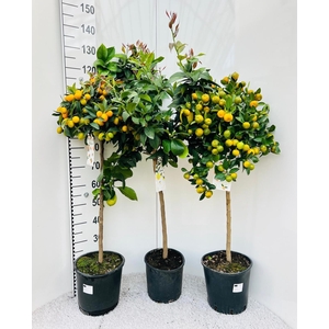 Citrus Mixed 3+ Var. on stem