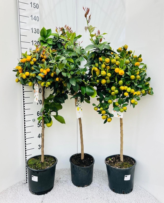<h4>Citrus Mixed 3+ Var. on stem</h4>