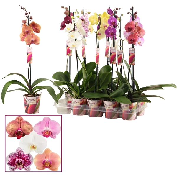 <h4>Phalaenopsis 1 tak 6-8 mix (Scenza)</h4>