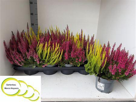 <h4>Calluna Vulgaris "beauty Ladies" Tw</h4>