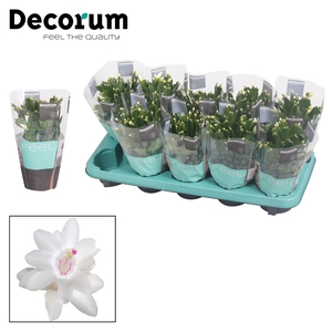 Schlumbergera - 10,5 cm - White (Malissa) met hoes - Decorum