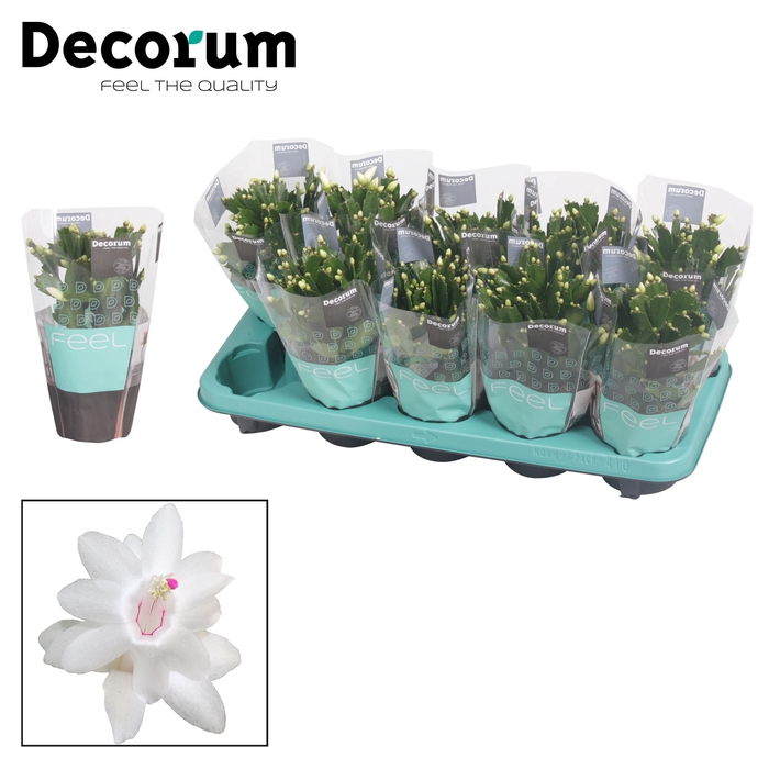 <h4>Schlumbergera - 10,5 cm - White (Malissa) met hoes - Decorum</h4>