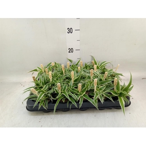 Chlorophytum com. 'Ocean'