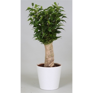 Ficus benjamina 'Natasja' jute