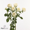 Rosa spray muthoni