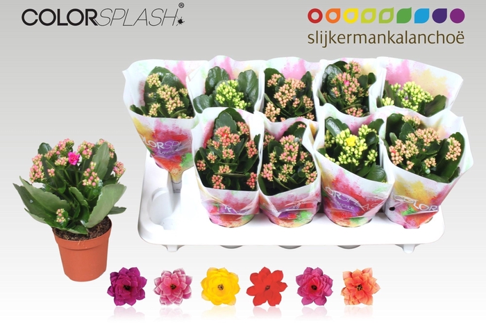 <h4>KAL GE GEM 6 KL</h4>