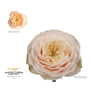 Rosa Garden Darlington