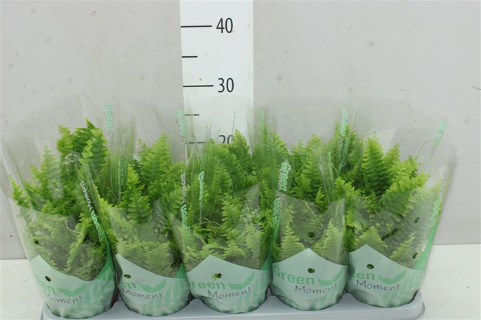 <h4>Nephrolepis Green Moment</h4>