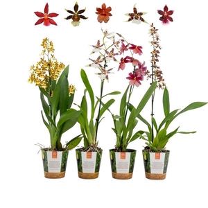 Inca Cambria mix 1 spike in Jungle cover