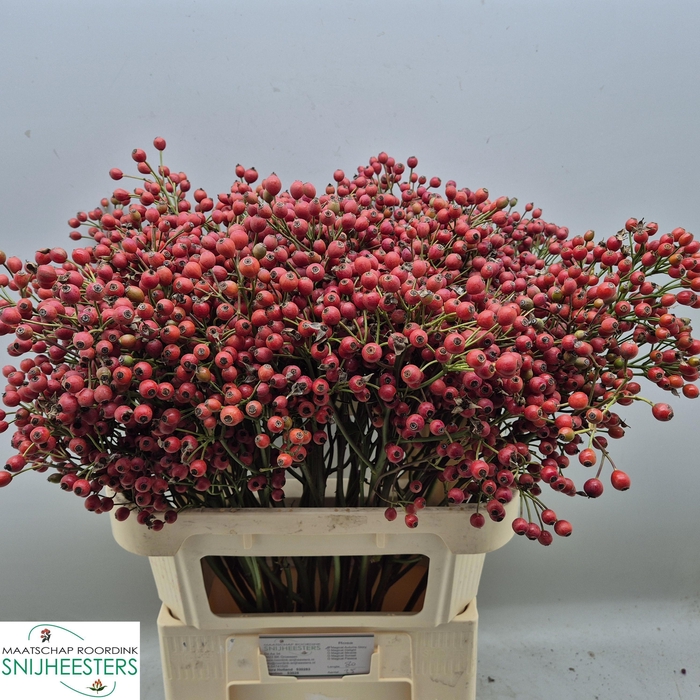 <h4>ROSA MAG AUTUM GLORY</h4>