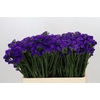 Limonium Sinuatum Navy Sun Birds