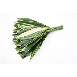 Aspidistra 70cm Variegated