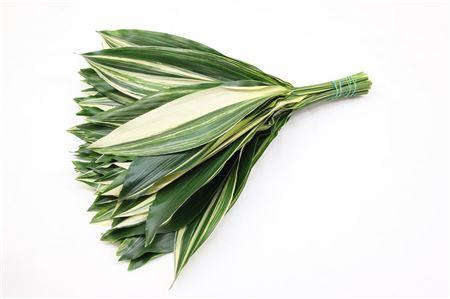 <h4>Aspidistra 70cm Variegated</h4>
